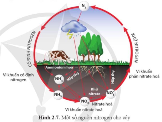 Bài 2. Trao đổi nước và khoáng ở thực vật trang 9, 10, 11, 12, 13, 14, 15, 16, 17 SGK Sinh 11 - Cánh diều</>