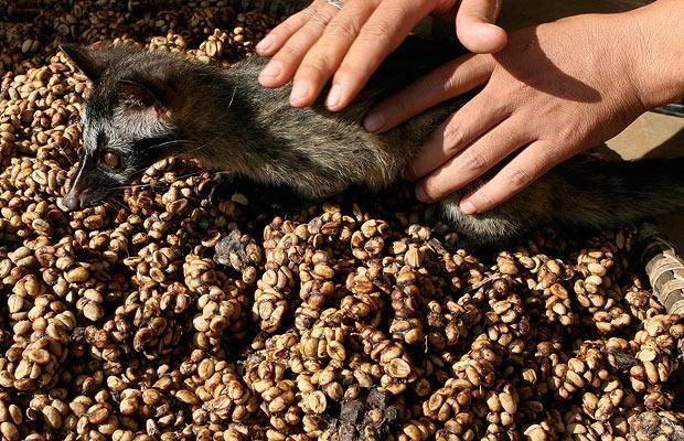 Ca Phe Cut Chon: Cat Dung in a Cup