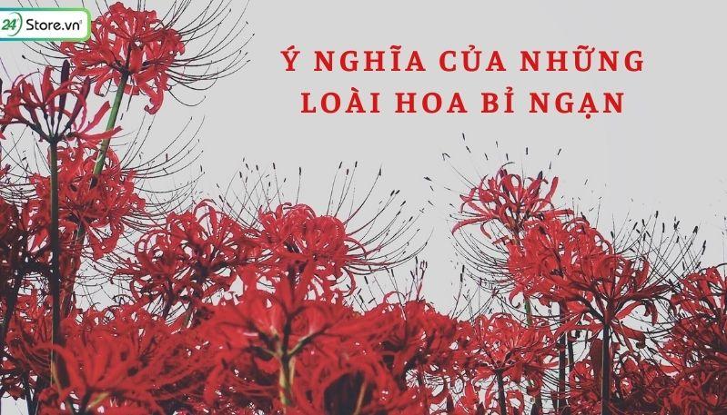 ý nghĩa hoa bỉ ngạn