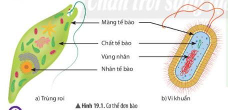 Khoa học tự nhiên 6 Bài 19: Cơ thể đơn lẻ và Giải thưởng cơ thể đa bào