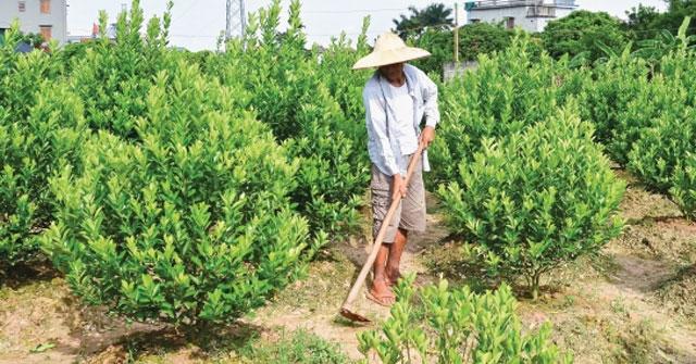 Tập làm văn lớp 5: Tả bố em đang làm vườn Dàn ý & 9 bài Tả người thân đang làm việc lớp 5