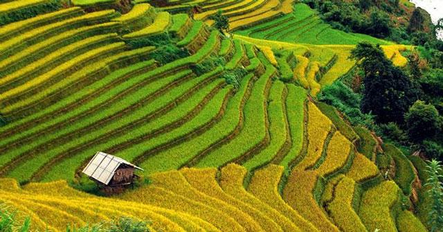 Văn mẫu lớp 8: Thuyết minh về ruộng bậc thang Mù Cang Chải Dàn ý & 4 bài Thuyết minh danh lam thắng cảnh