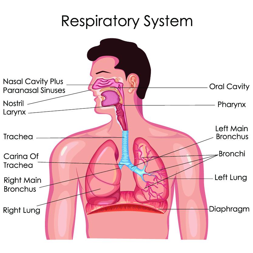 Sức khỏe đường hô hấp