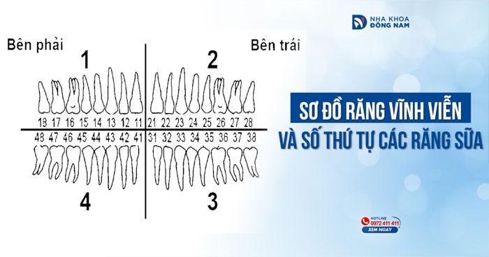 Sơ đồ răng, số thứ tự răng vĩnh viễn và răng sữa