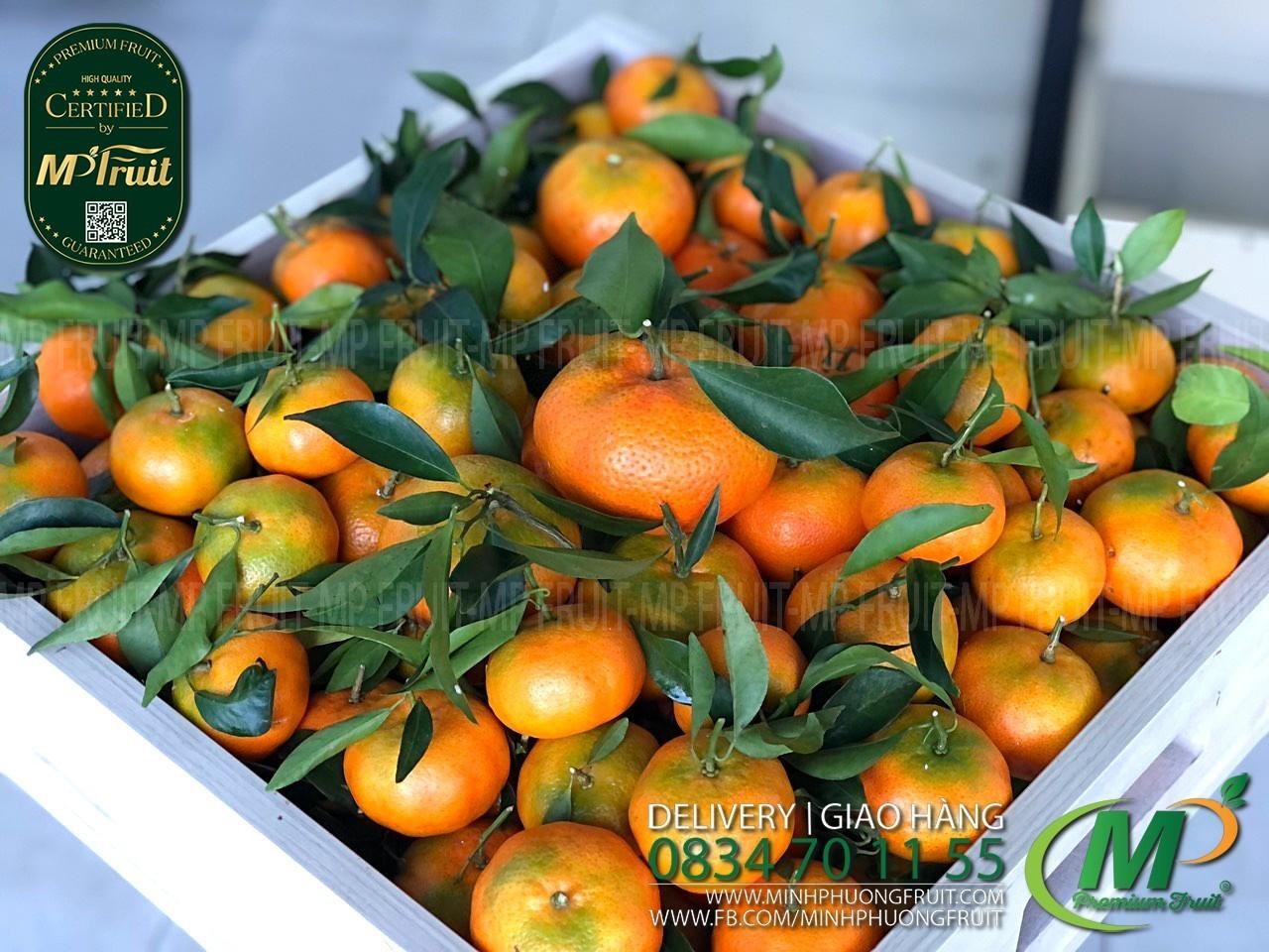 #1 Cam Canh Bắc Giang - Quýt Đường Canh Bắc Giang