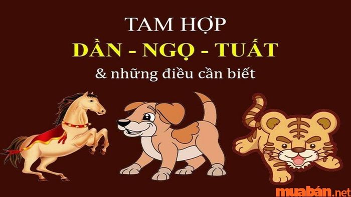 Tam Hợp Tuổi Tuất là gì? Tìm hiểu về Bộ 3 nhóm Độc Lập trong phong thủy