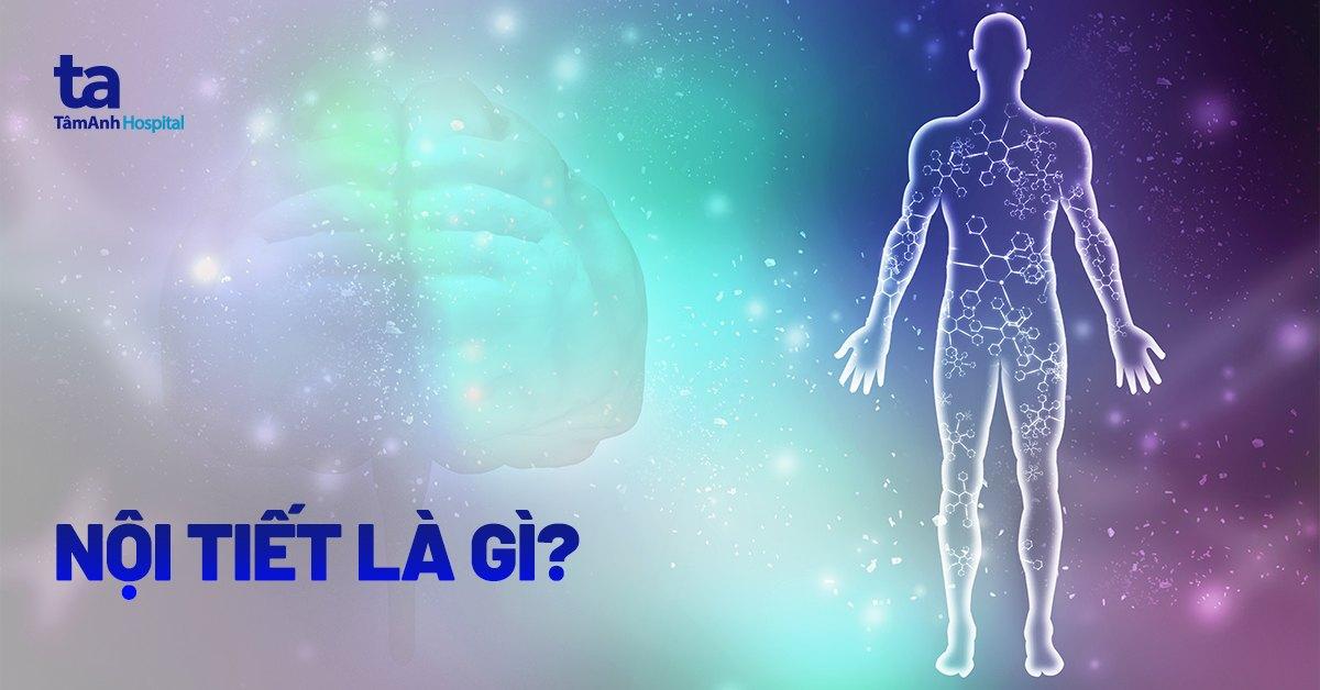 nội tiết là gì