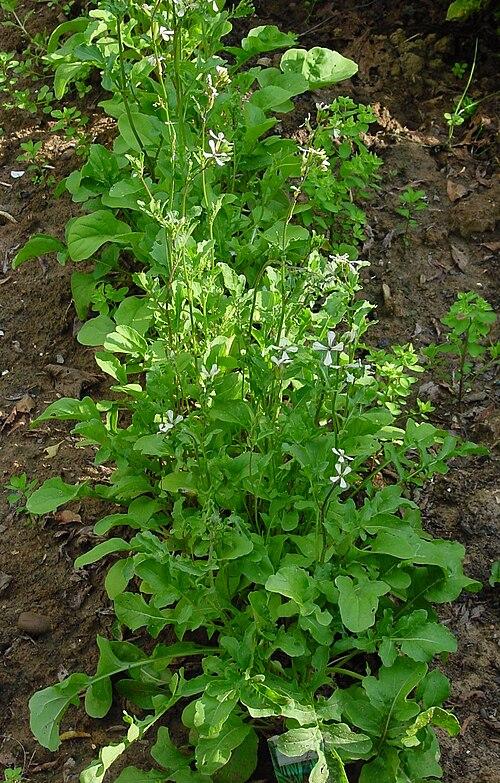 Eruca sativa