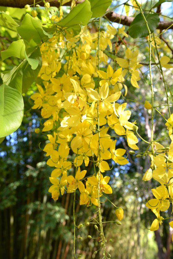 cây bọ cạp vàng