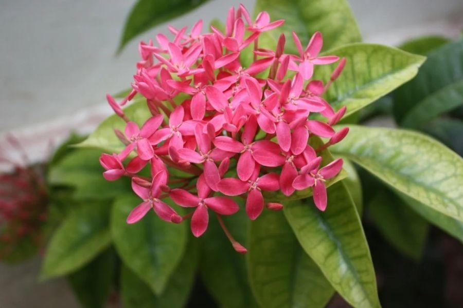 Hoa Trang (Ixora) – Bí kíp trồng và chăm sóc hoa nở quanh năm