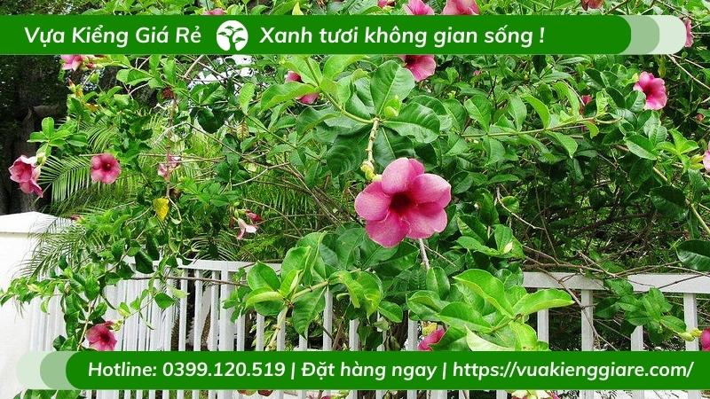 Cây Huỳnh Anh Hoa Tím