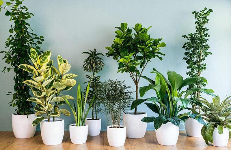 Top 25+ cây cảnh trong nhà dễ chăm, hợp phong thủy 2025