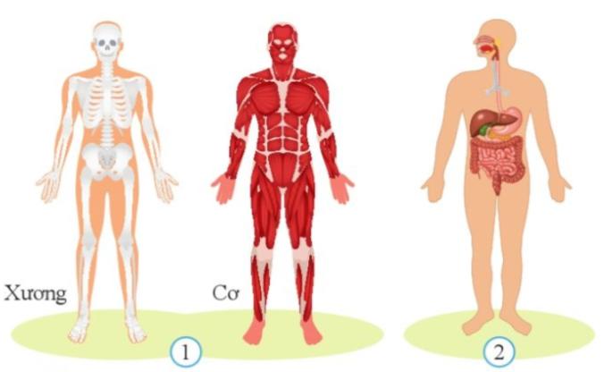 Bài 27. Khái quát cơ thể người trang 128, 129, 130 SGK Khoa học tự nhiên 8 - Cánh diều