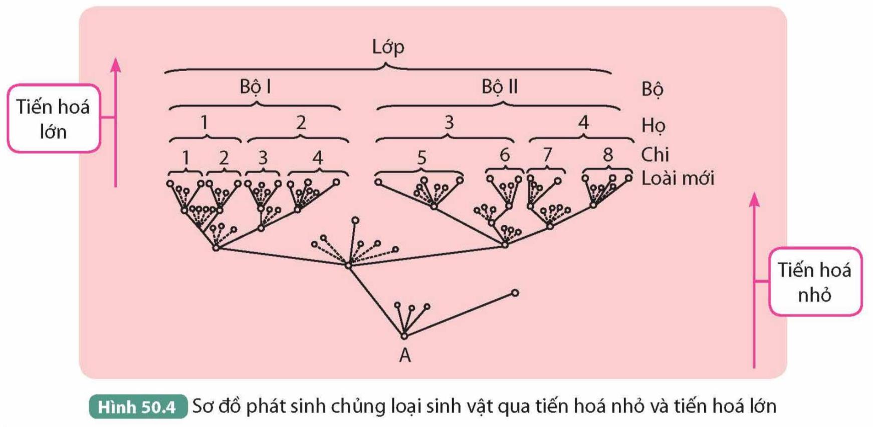 Lý thuyết Cơ chế tiến hóa - Khoa học tự nhiên 9 Kết nối tri thức