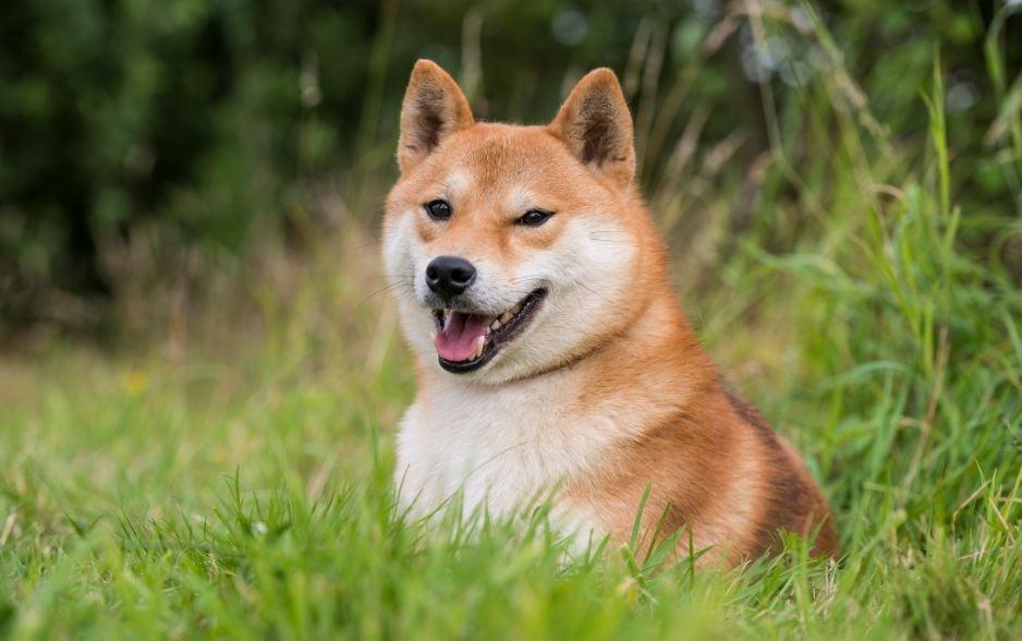 Chó Shiba Inu: Tất tần tật về nguồn gốc, tính cách và chế độ dinh dưỡng