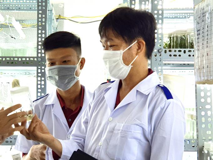 'Thay máu' giống cây trồng bằng giống nuôi cấy mô